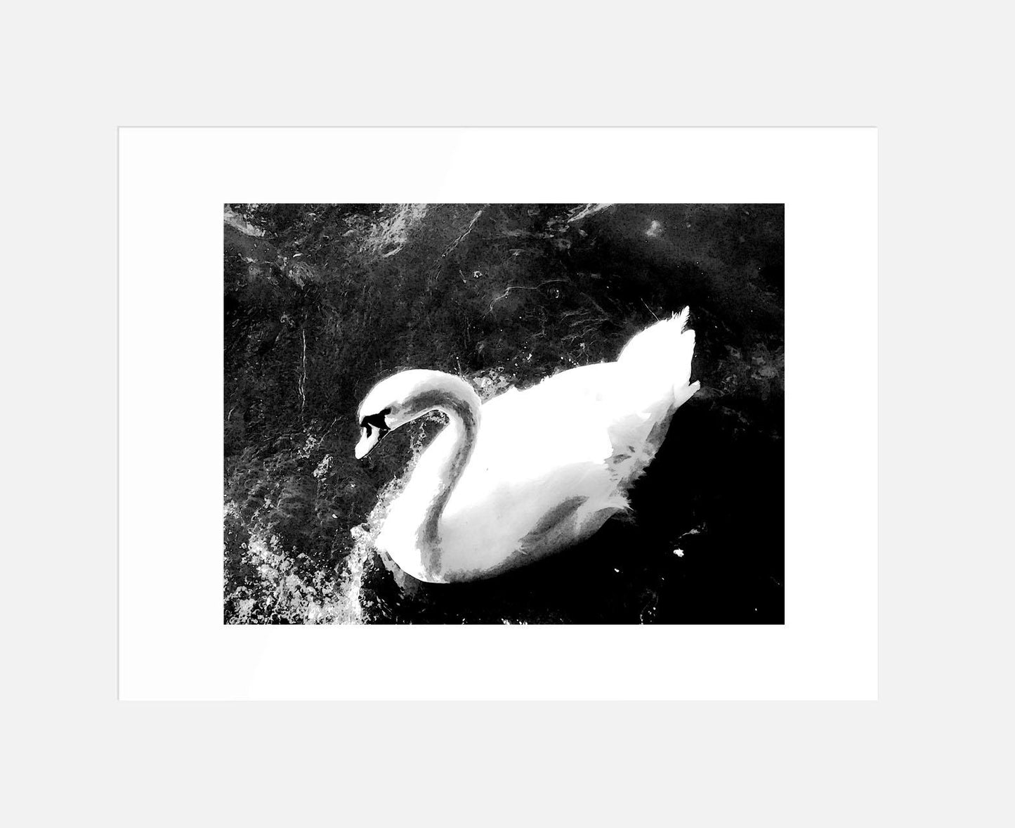 "The Black and White Swan"(A3 Mounted Print)
